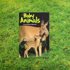 Baby Animals by Barbara Maxwell, Sunshine Non-fiction